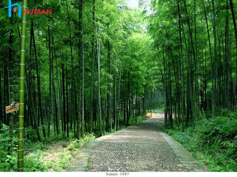 tranh dan tuong can tho human 1047 - Nội Thất Cần Thơ