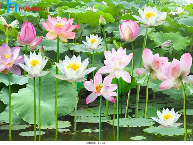tranh dan tuong can tho human 1268 - Nội Thất Cần Thơ