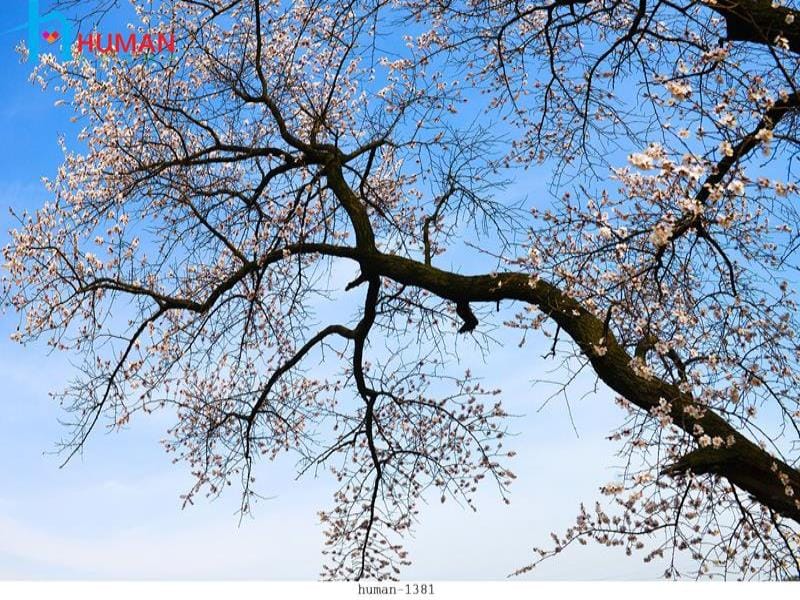 tranh dan tuong can tho human 1381 - Nội Thất Cần Thơ